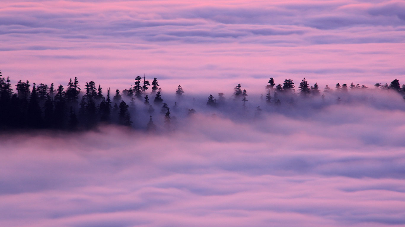 Fog drifts over the Redwood National and State Parks, California (© CorbisMotion)(Bing Canada)