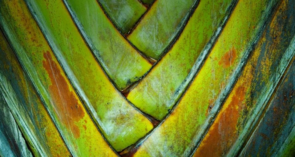 Arbre du voyageur ou Ravenala Madagascariensis (© Julian Nieman/age fotostock) &copy; (Bing France)