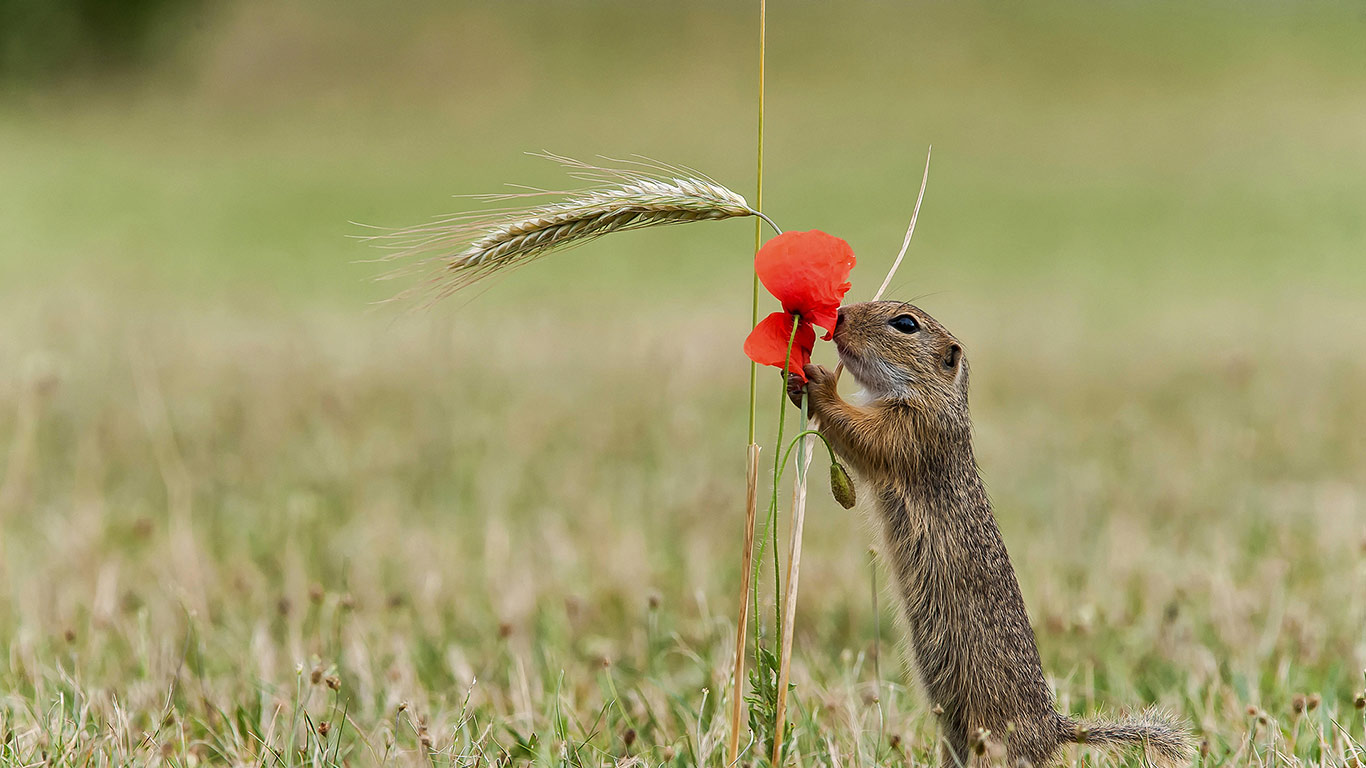 Ein Europäischer Ziesel schnuppert an den Blüten eines Klatschmohns, Deutschland (© blickwinkel/Alamy Stock Photo)(Bing Deutschland)