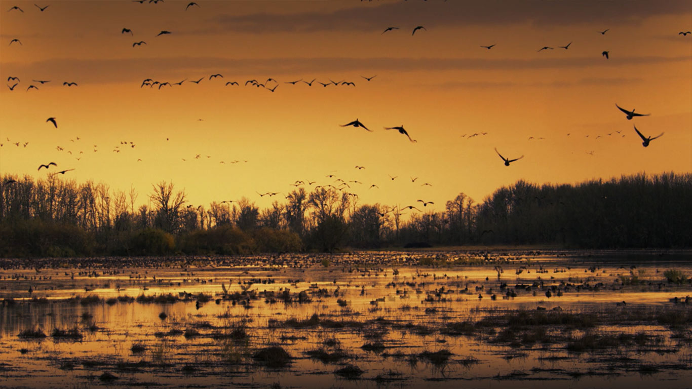 Sacramento National Wildlife Refuge, California, USA (© Corbis)(Bing United Kingdom)