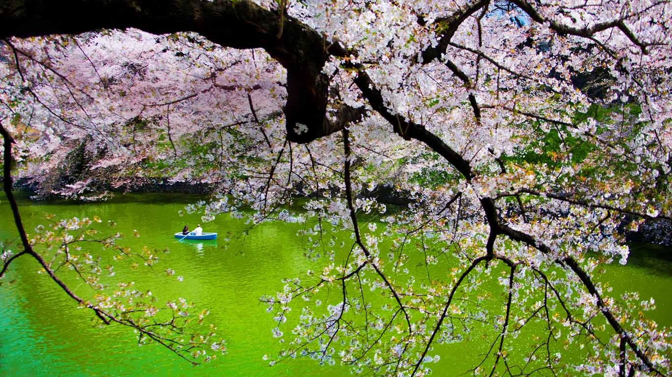 ｢千鳥ヶ淵｣東京, 皇居 (© Photononstop/SuperStock)(Bing Japan)