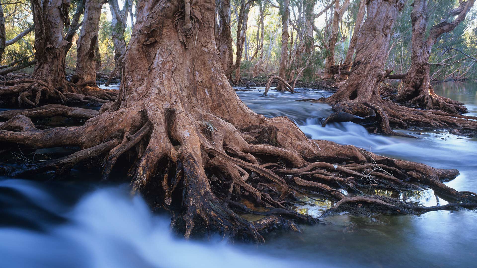 Melaleuca trees in a stream after cyclonic rainfall, Western Australia (© Ted Mead/Getty Images)(Bing Australia)