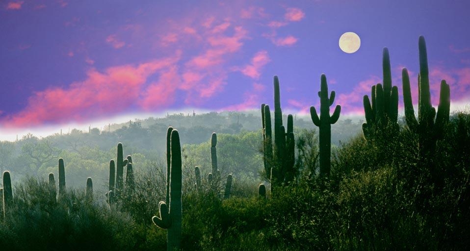 Full moon over the Sonoran Desert in Saguaro National Park, Arizona, USA (© Buddy Mays/Corbis) &copy; (Bing United Kingdom)