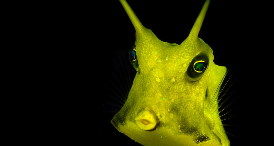 Long horned cowfish -- Max Gibbs/Photolibrary &copy; (Bing United Kingdom)