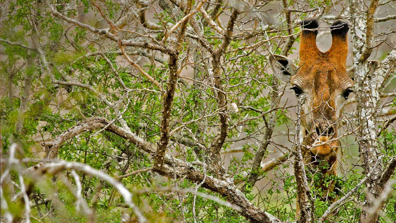 A Giraffe in South Africa (© Lilly Husbands/Offset)(Bing United Kingdom)