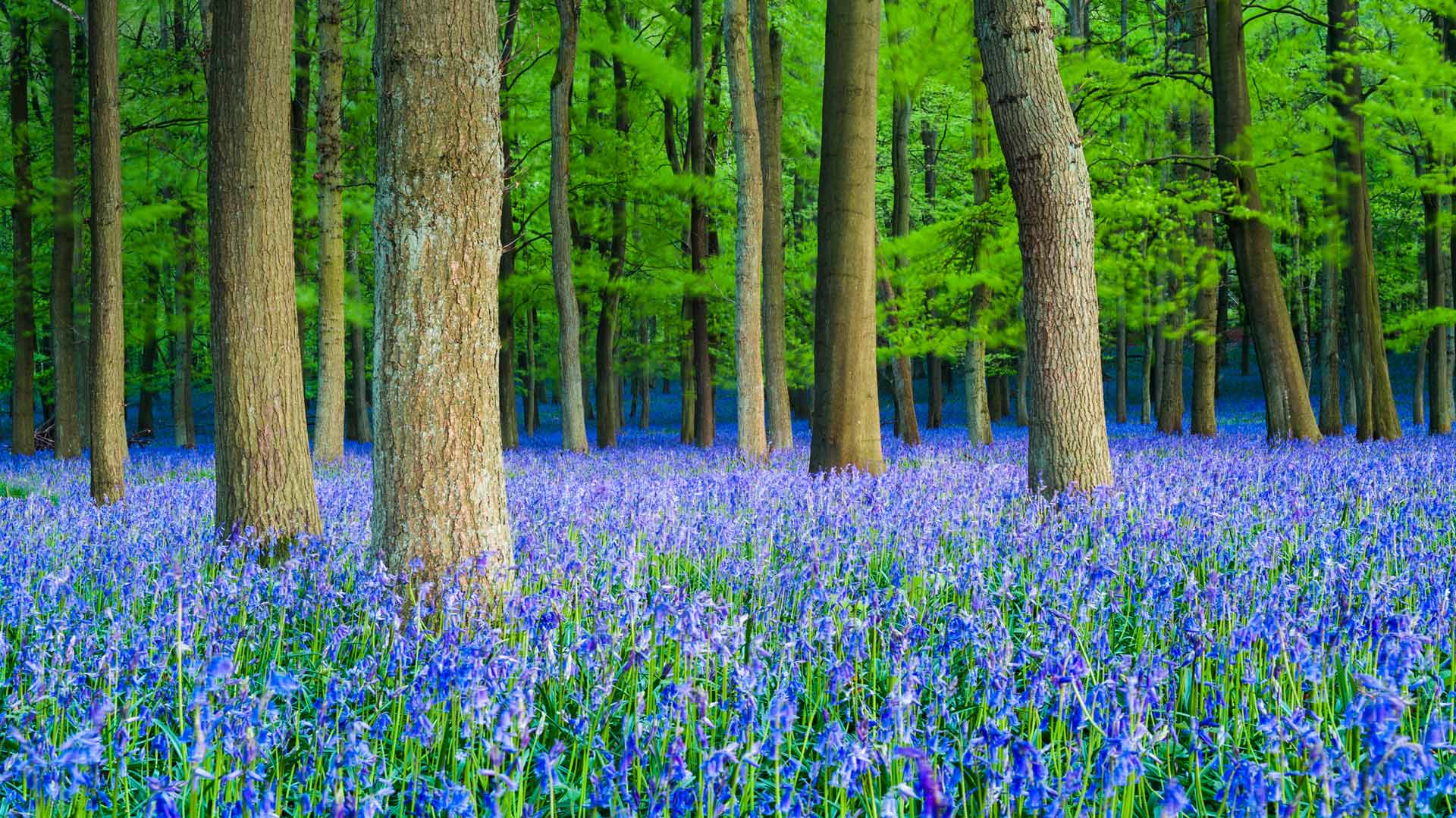 A carpet of bluebells in beech woodland, Hertfordshire (© Dan Tucker/Alamy)(Bing United Kingdom)