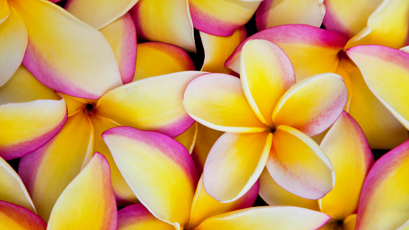 夏威夷鸡蛋花 (© Darrell Gulin/Getty Images)(Bing China)