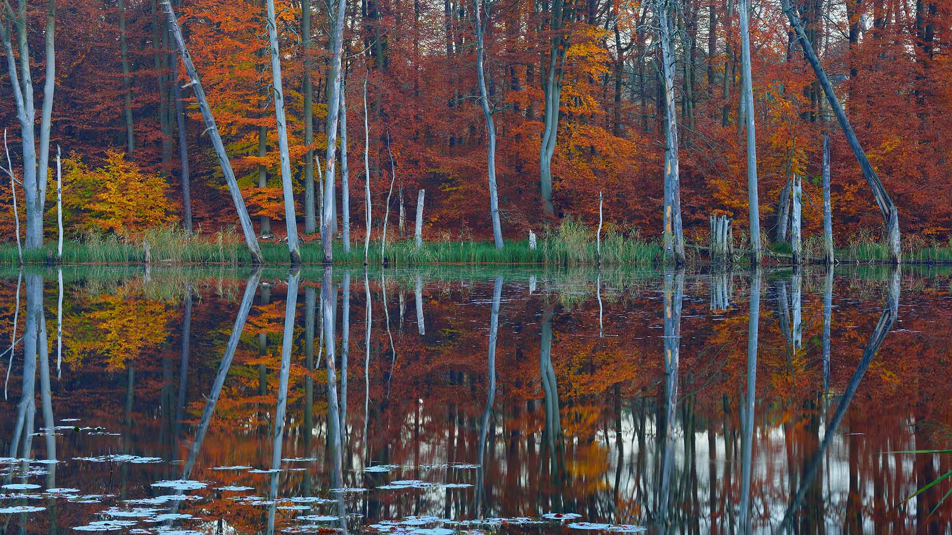 Rotbuchen und Kiefern spiegeln sich im Schweingartensee bei Carpin, Mecklenburg-Vorpommern (© Sandra Bartocha/Minden Pictures)(Bing Deutschland)