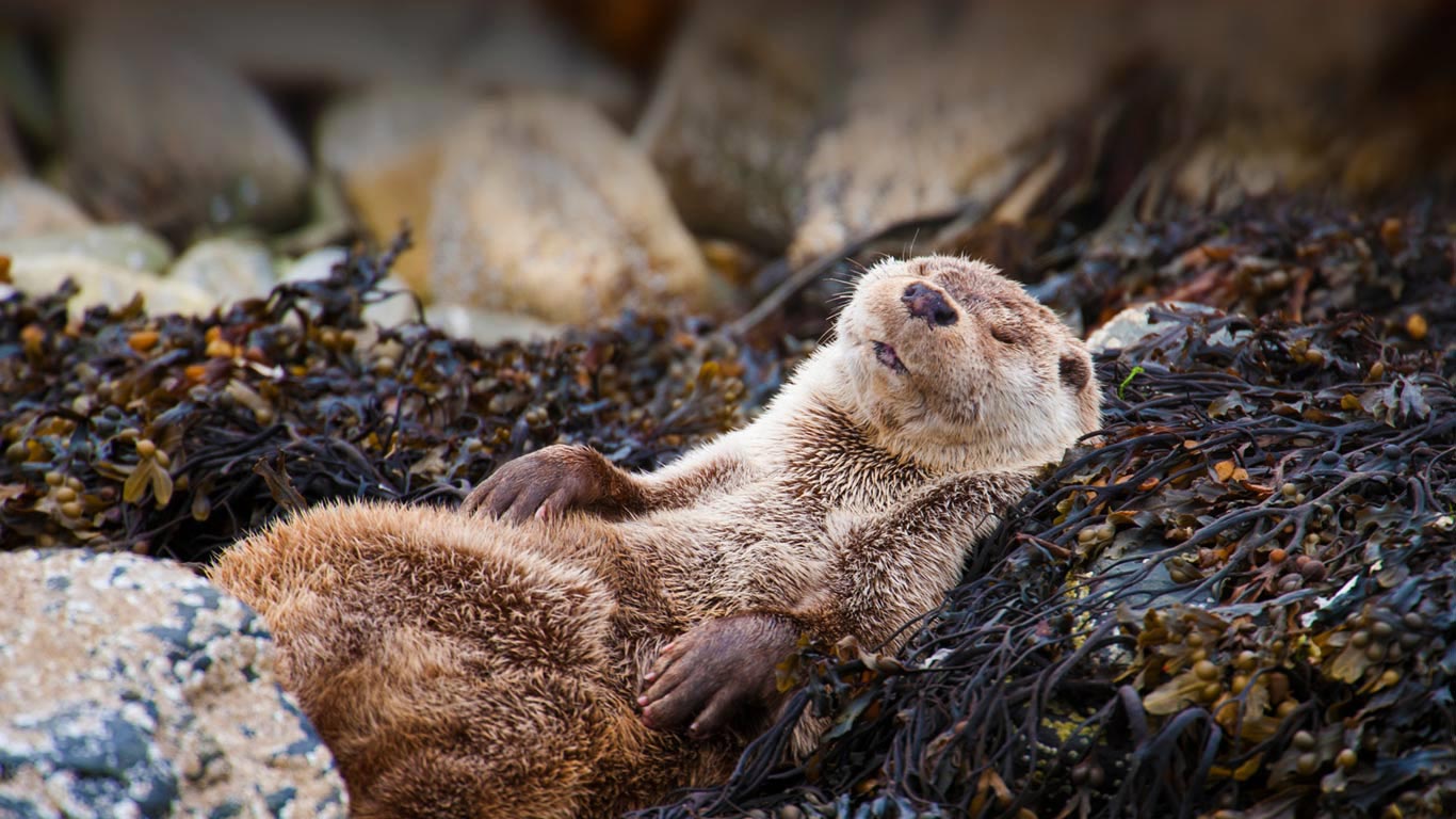 ｢昼寝をするユーラシアカワウソ｣イギリス, スコットランド, シェトランド諸島 (© Scotland: The Big Picture/Minden Picture)(Bing Japan)