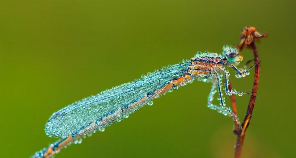 Damselfly with morning dew (© Frank Krahmer/Corbis) &copy; (Bing United Kingdom)