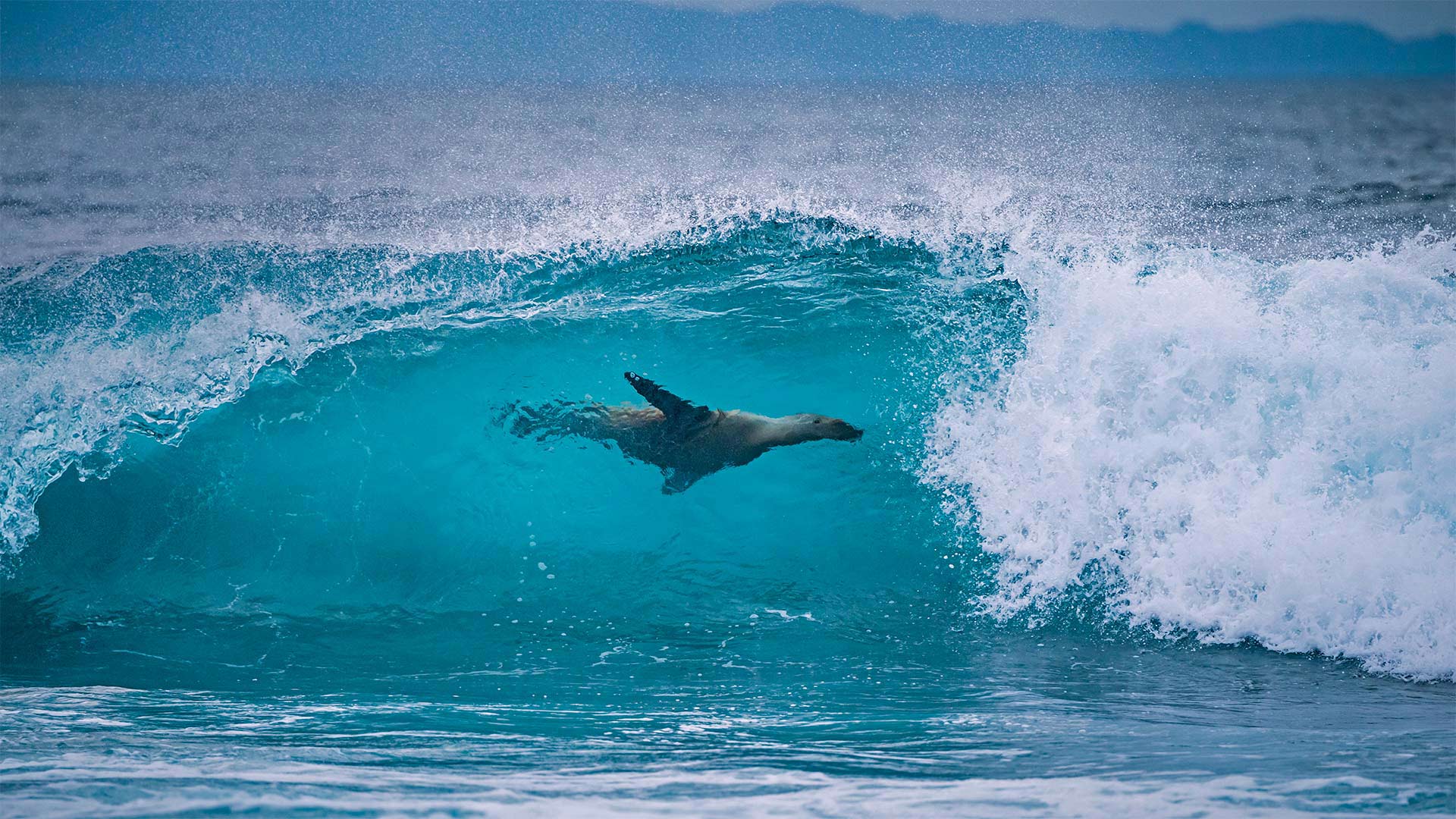 Galápagos sea lion off the shore of Fernandina Island, Galápagos Islands, Ecuador (© Tui De Roy/Minden Pictures)(Bing United Kingdom)