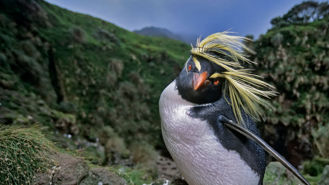 Northern rockhopper penguin on Gough Island in the South Atlantic (© Tui De Roy/Minden Pictures)(Bing United Kingdom)