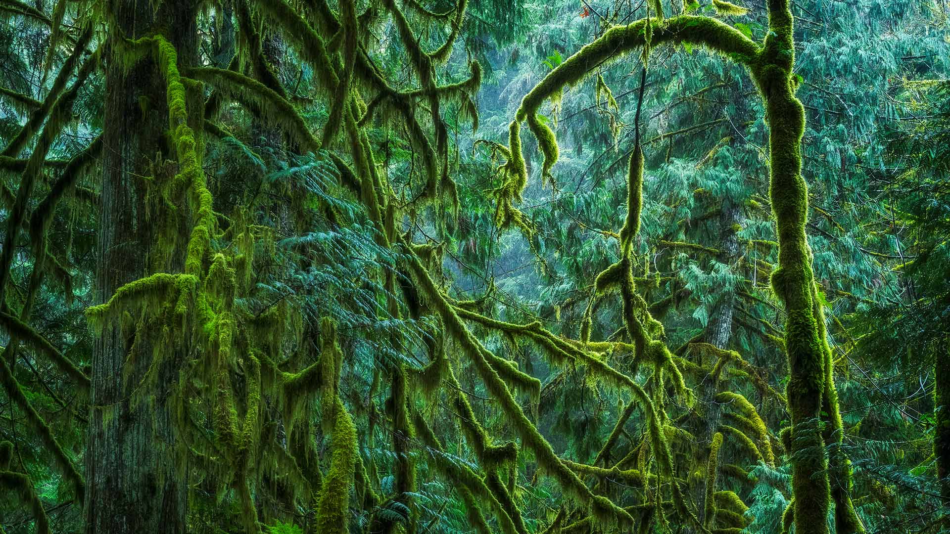 The Lush Rainforest of Cathedral Grove, Macmillan Provincial Park, B.C. (© Robert Postma/Design Pics/Shutterstock)(Bing Canada)