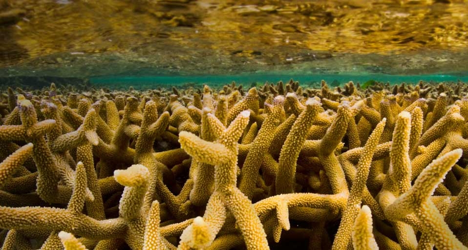 Staghorn coral, Great Barrier Reef, off the coast of Australia -- Frans Lanting/Corbis &copy; (Bing Canada)