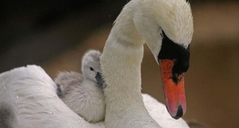 Swan and cygnet, Abbotsbury Swannery, Weymouth , England – Matt Cardy/Getty Images &copy; (Bing United Kingdom)