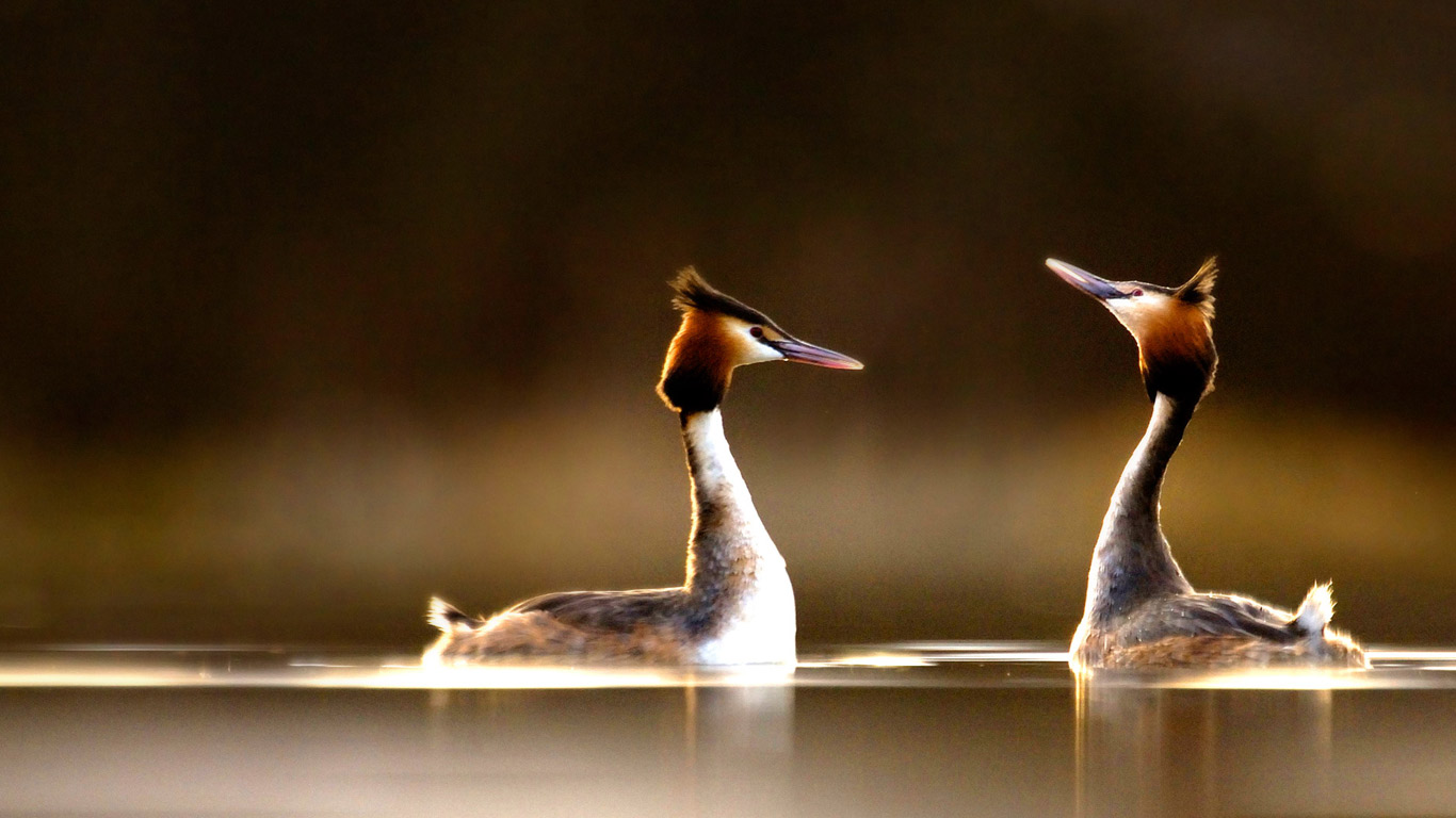 Pair of Great Crested Grebes (Podiceps cristatus) during their elaborate courtship dance (© Andrew Parkinson/Corbis)(Bing United Kingdom)