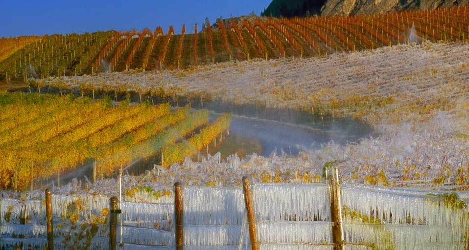 Vineyards covered with icicles for the ice wine harvest, South Okanagan Valley,  British Columbia (© Gunter Marx/Alamy) &copy; (Bing Canada)