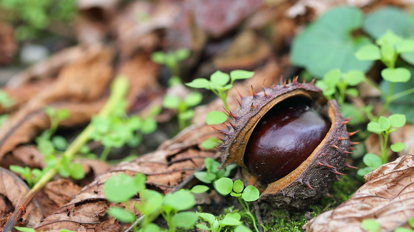 A conker on dry autumn leaves (© Aksenya/Shutterstock)(Bing United Kingdom)