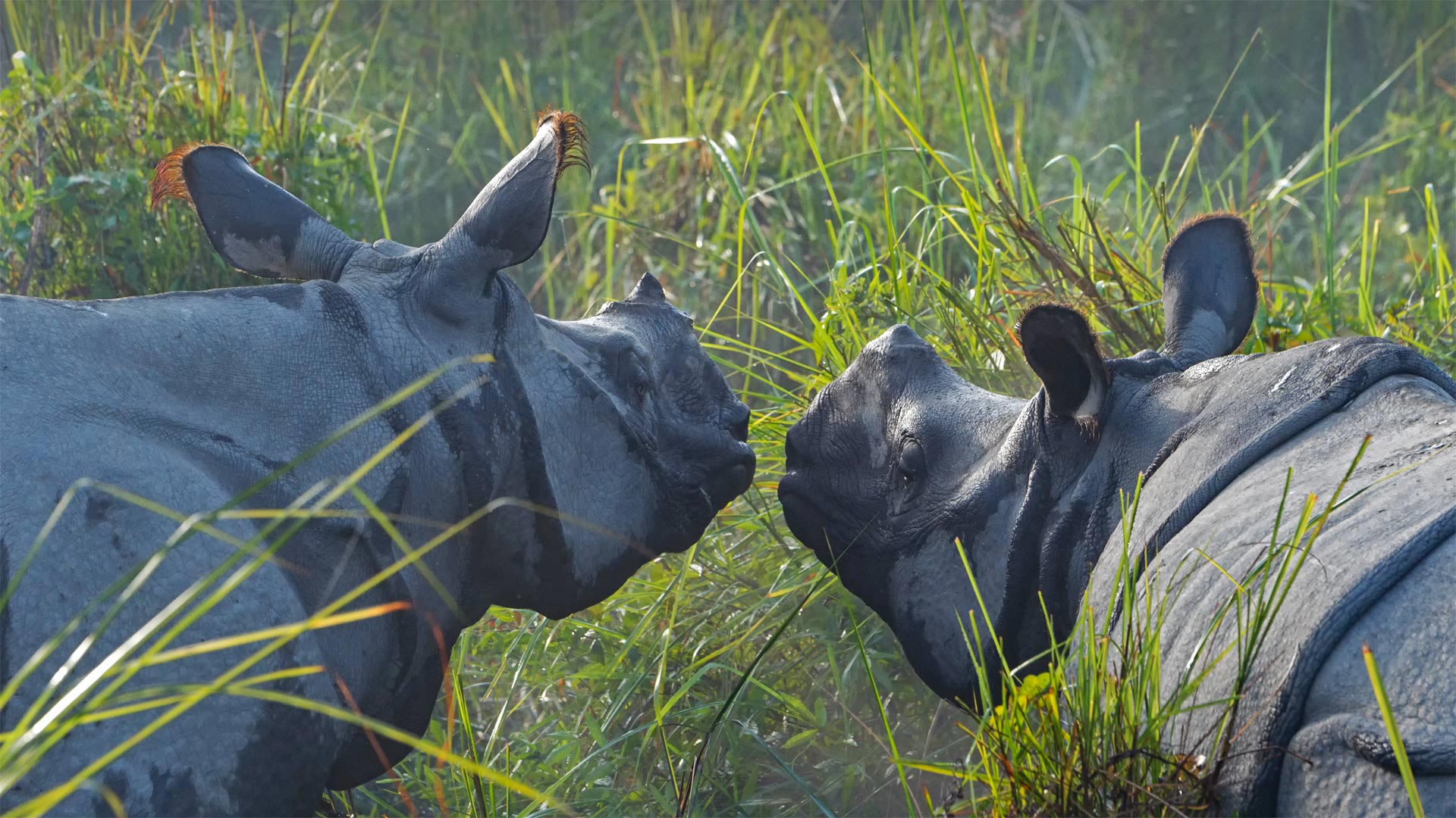 Panzernashörner im Kaziranga-Nationalpark, Assam, Indien (© Robert Harding World Imagery/Shutterstock)(Bing Deutschland)