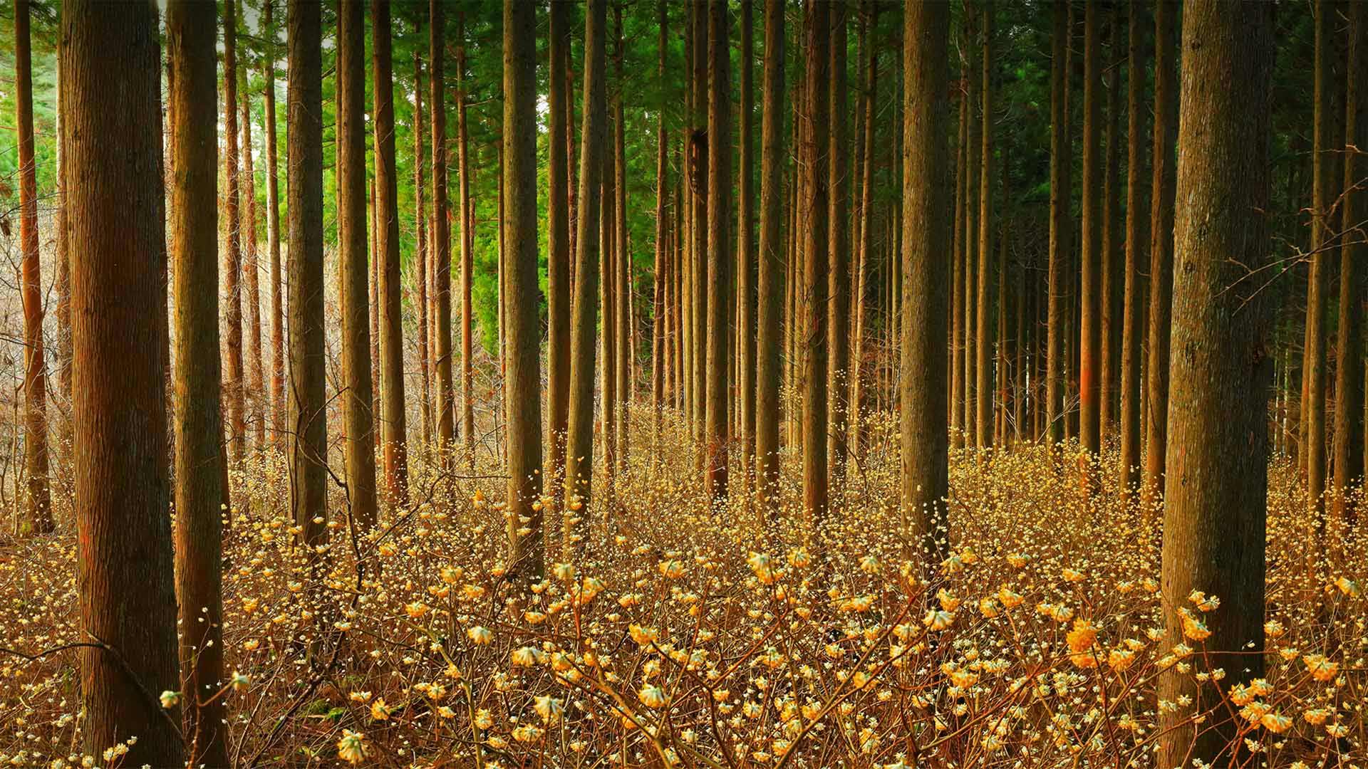 Buissons à papier dans une forêt au Japon (© nattya3714/Getty Images)(Bing France)