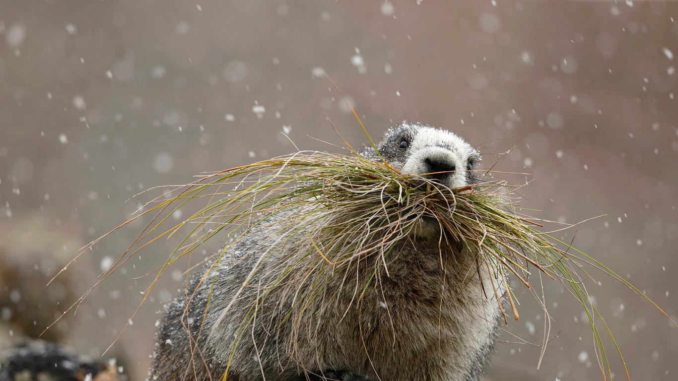 Hoary marmot in Denali National Park, Alaska (© Perry de Graaf/Minden Pictures)(Bing Canada)