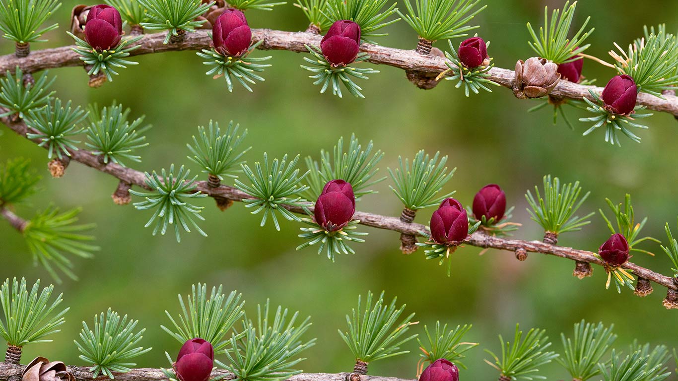 Tamarack with female cones and flowers, Newfoundland (© Bob Gibbons/SCIENCE PHOTO LIBRARY)(Bing Canada)
