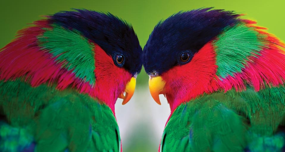 Two collared lories (© Gary Vestal/Getty Images) &copy; (Bing United Kingdom)