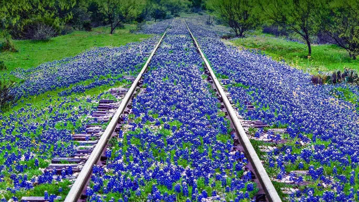 Bluebonnet wildflowers near Llano, Texas (© dszc/E+/Getty Images)(Bing United Kingdom)