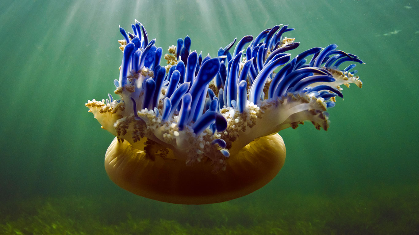 Upside-down jellyfish in Jardines de la Reina National Park, Cuba (© Pete Oxford/Minden Pictures)(Bing United Kingdom)
