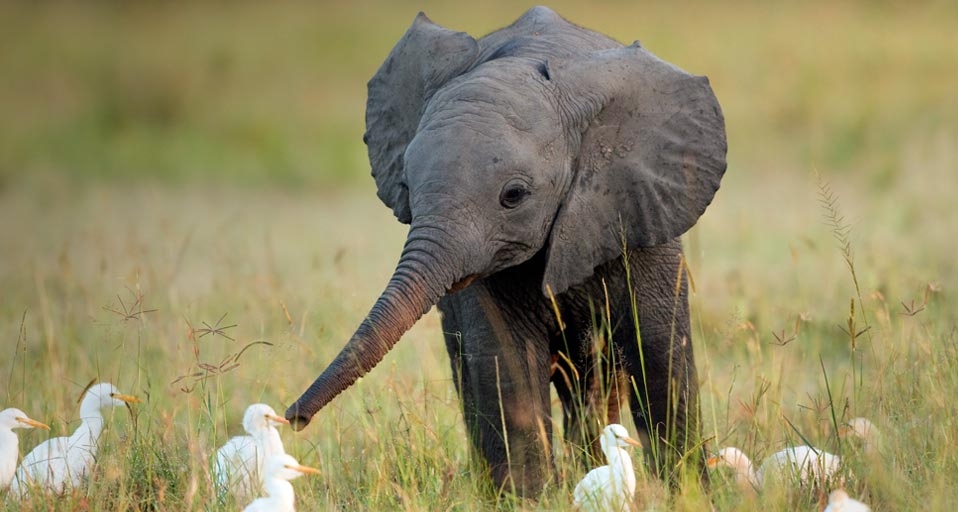 Ein junger afrikanischer Elefant beäugt neugierig mehrere kleine Kuhreiher –  Anup Shah/Corbis &copy; (Bing Germany)