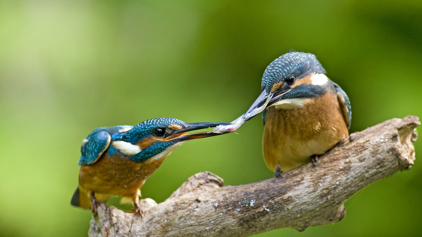 Zwei Eisvögel streiten sich um einen Fisch, Oberpleis, Königswinter, Nordrhein-Westfalen, Deutschland (© Winfried Schäfer/Imagebroker/age fotostock)(Bing Deutschland)