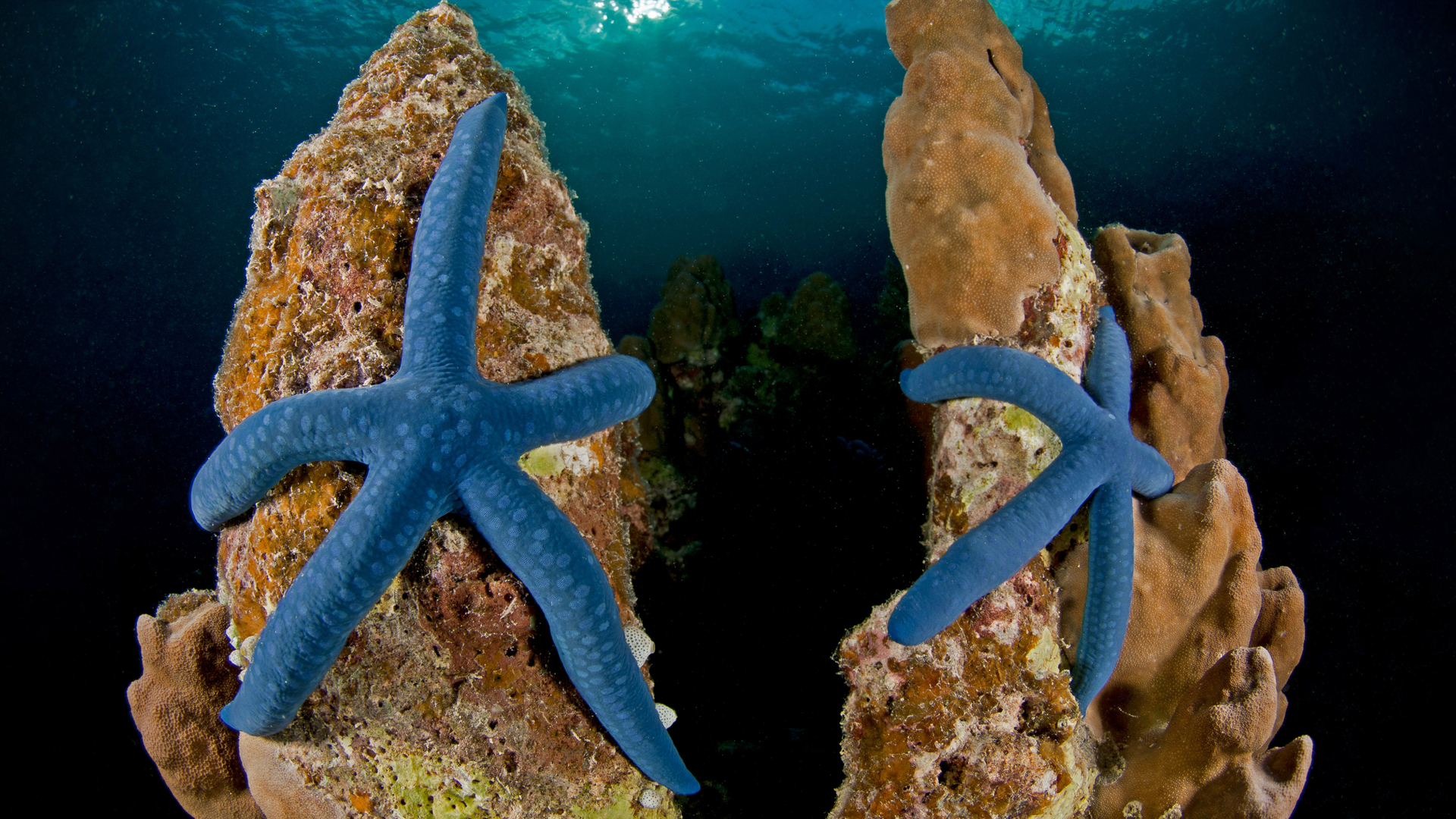 Blue linckia sea stars at New Ireland in Papua New Guinea (© Jurgen Freund/Minden Pictures)(Bing Canada)