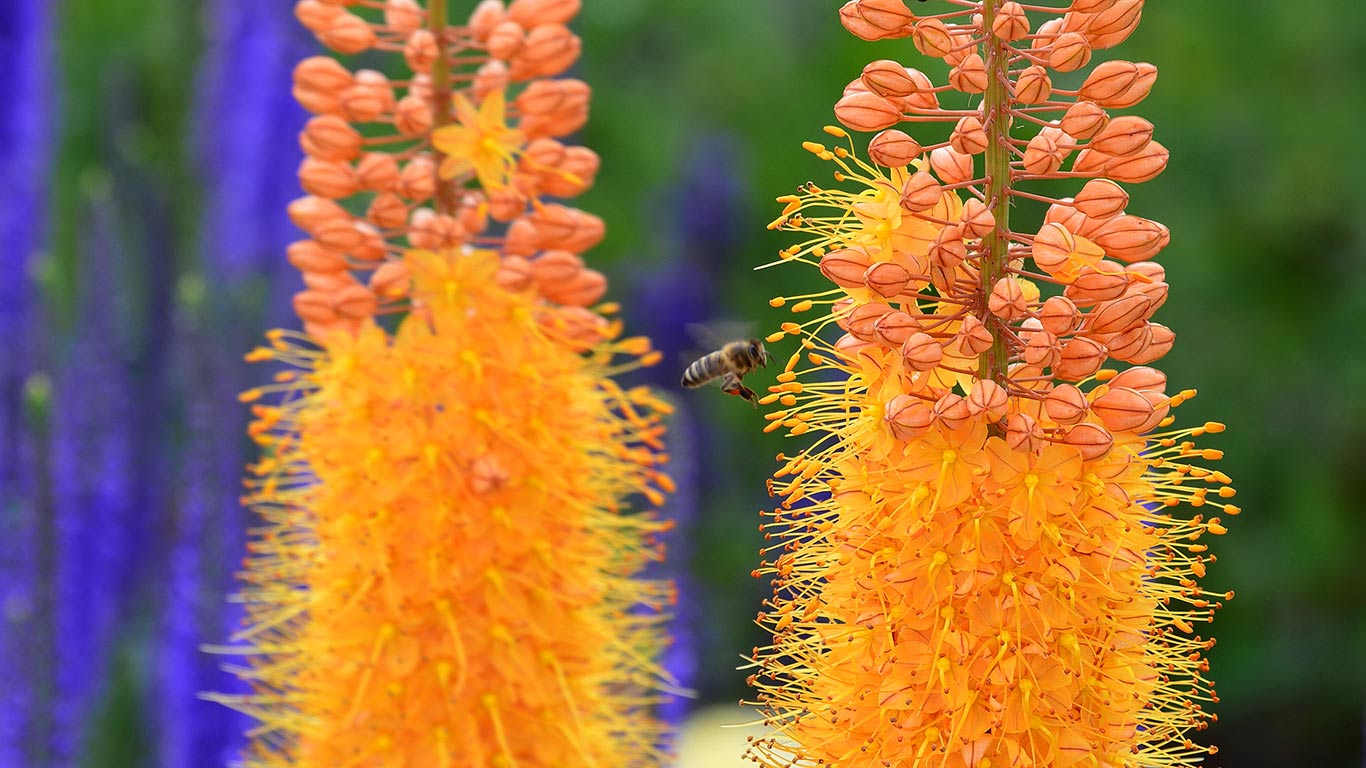 Biene im Anflug auf die Blüten einer Riesen-Steppenkerze, Bayreuth, Bayern, Deutschland (© Rüdiger Hess/geo-select FotoArt)(Bing Deutschland)