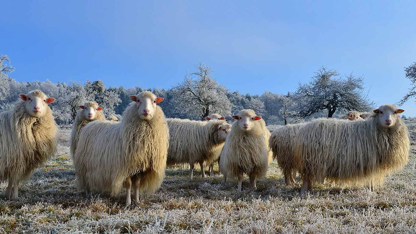 Schafherde in der Nähe von Mespelbrunn im Spessart, Bayern, Deutschland (© Rüdiger Hess/geo-select FotoArt)(Bing Deutschland)