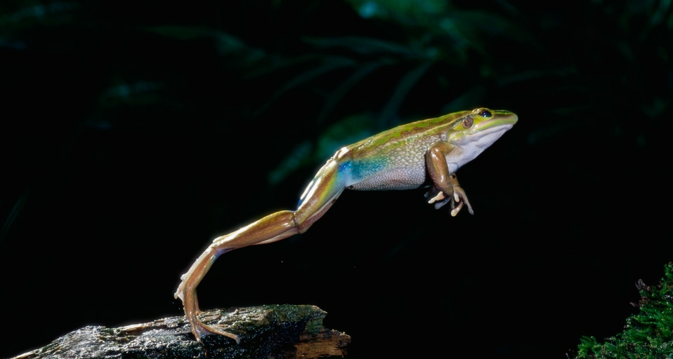 Western green tree frog leaping (© David A. Northcott/Corbis) &copy; (Bing United Kingdom)