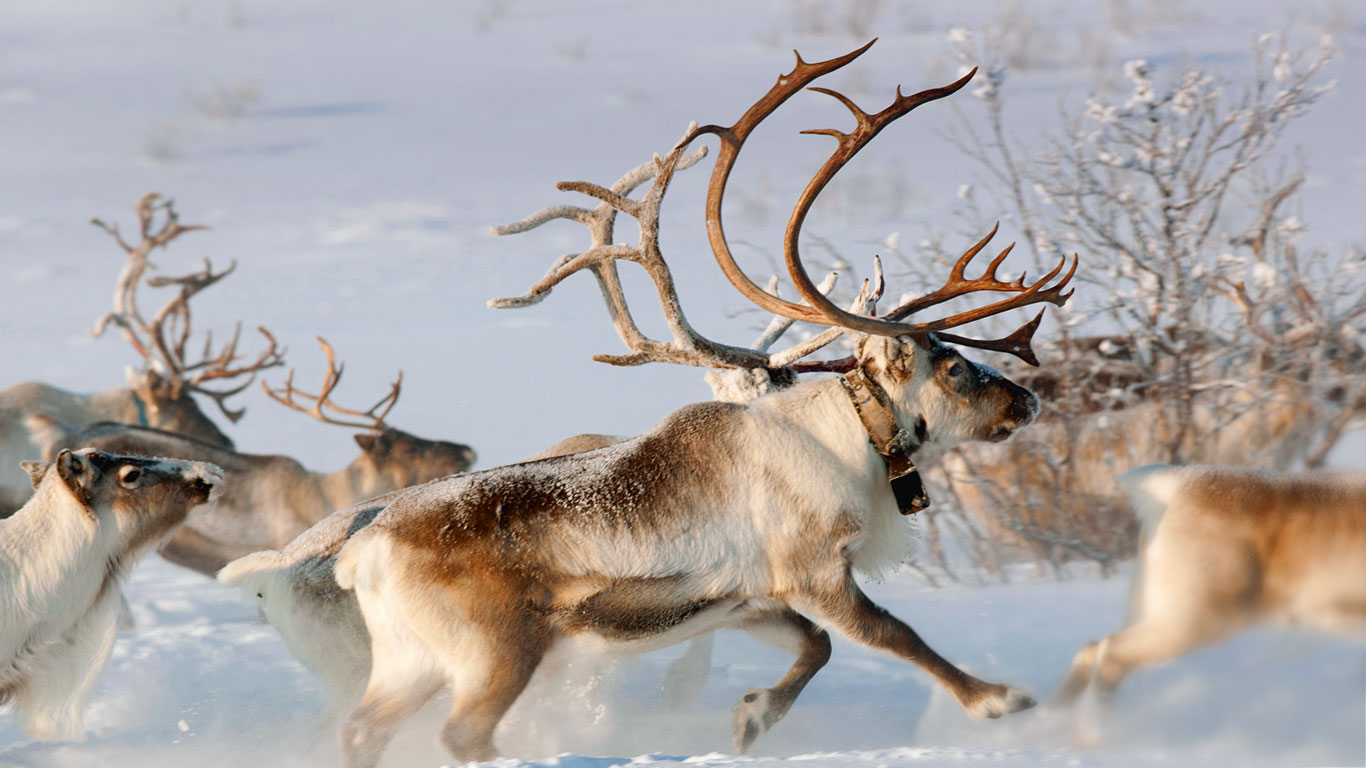 Rentiere in der Nähe von Karasjok, Finnmark, Norwegen (© GS/Gallery Stock)(Bing Deutschland)