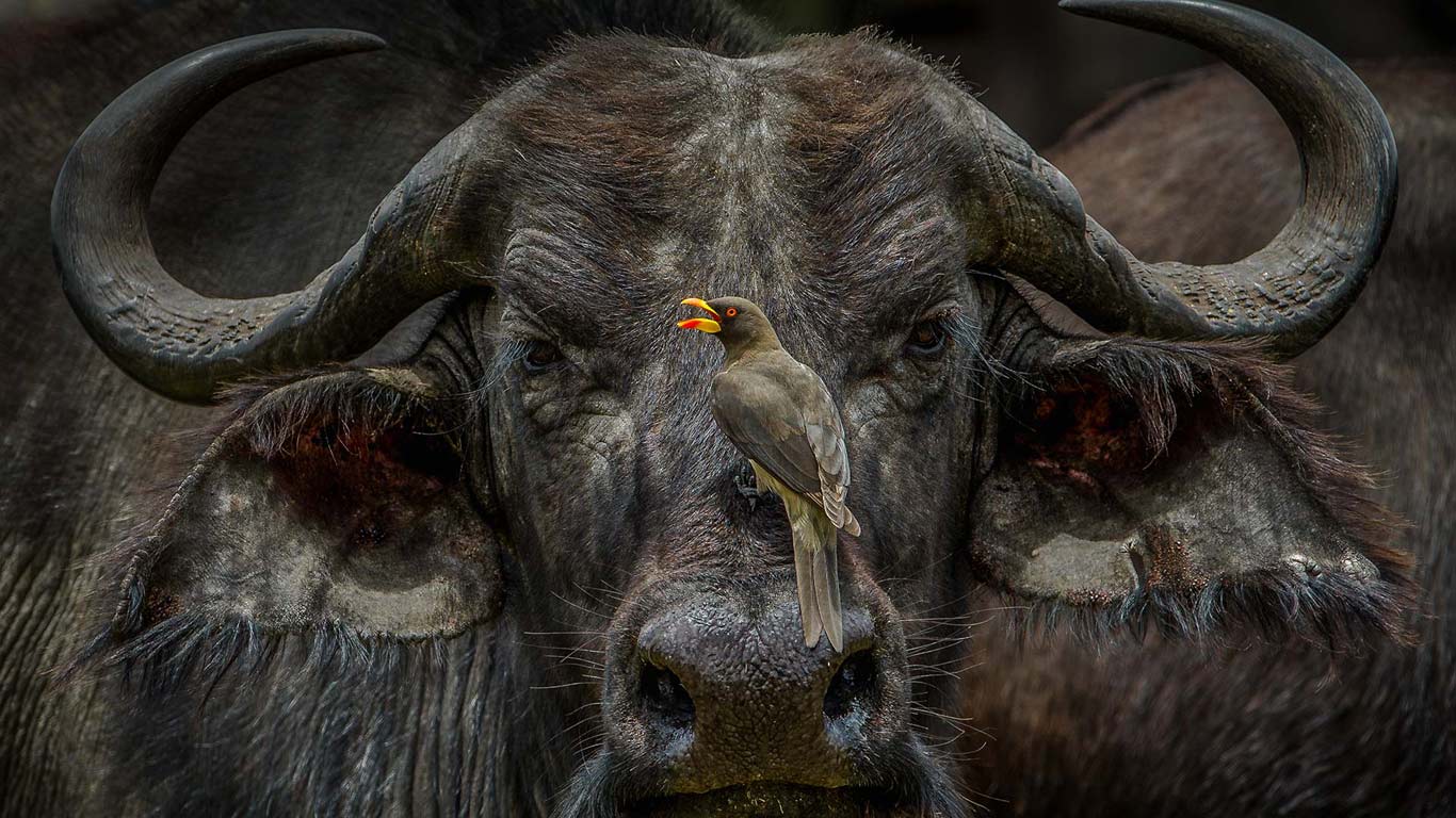 站在非洲水牛鼻头上的黄嘴牛椋鸟，肯尼亚 (© Susan Portnoy/Offset)(Bing China)