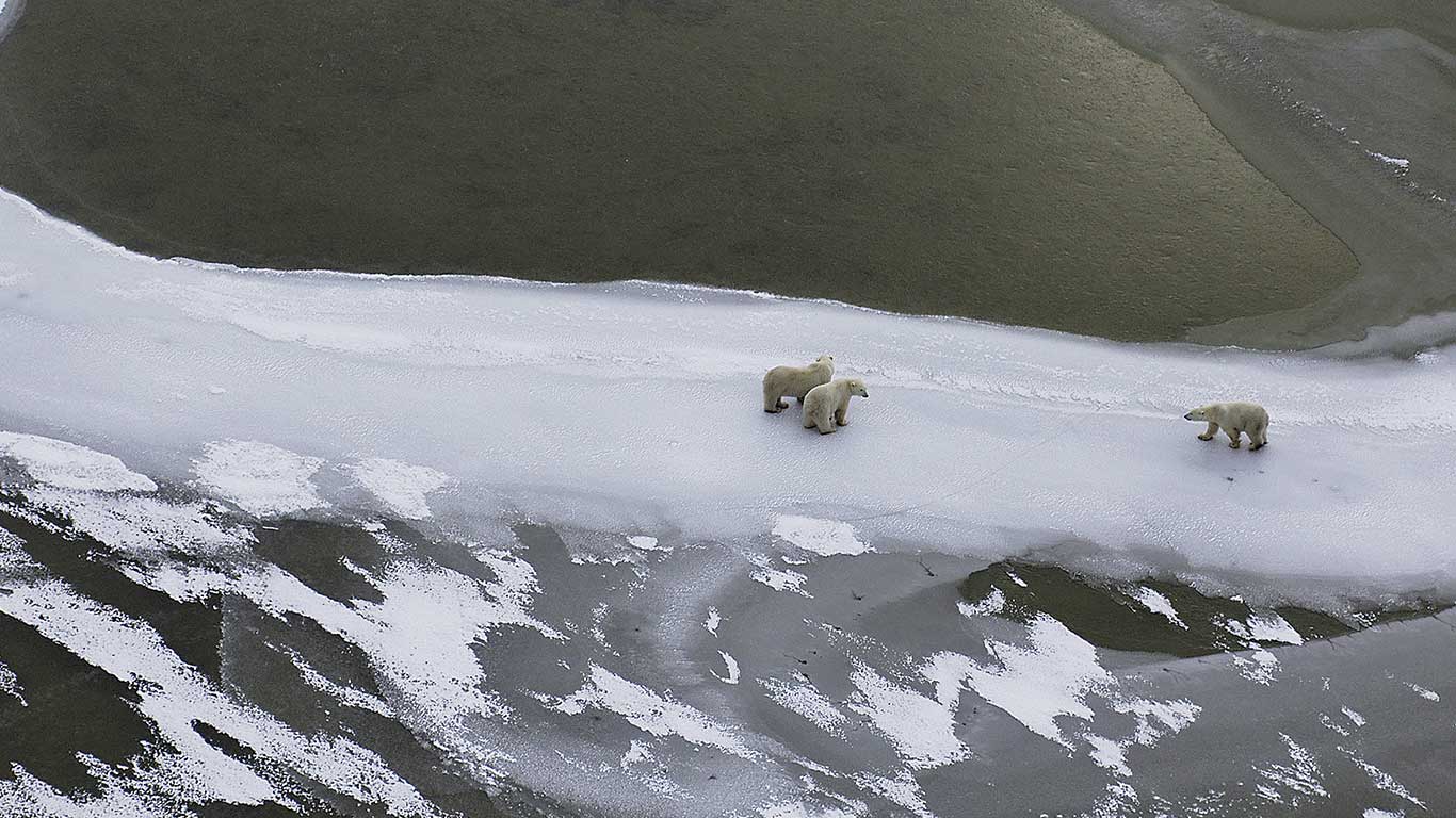 Polar bear mother and cubs in Hudson Bay, Canada (© Kike Calvo/Corbis)(Bing United Kingdom)