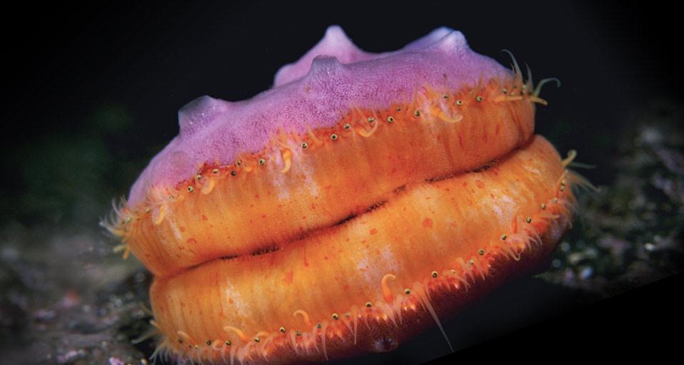 Swimming Pacific pink scallop (© Marty Snyderman/Corbis)(Bing United Kingdom)