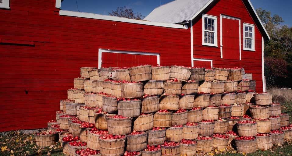 Apple harvest in Prince Edward County, Ontario, Canada -- Mark Tomalty/Masterfile &copy; (Bing United Kingdom)