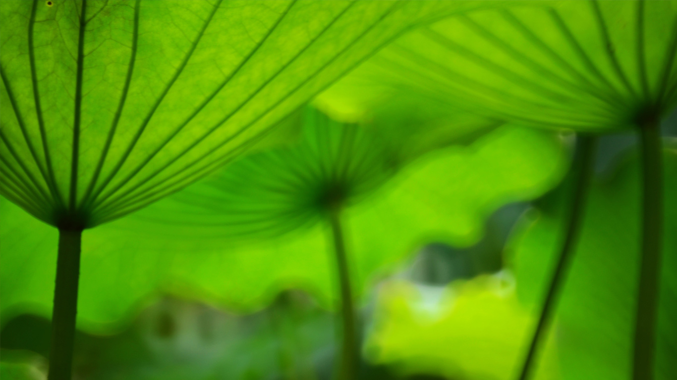 似伞一般的莲叶 (© MelindaChan/Moment/Getty Images)(Bing China)