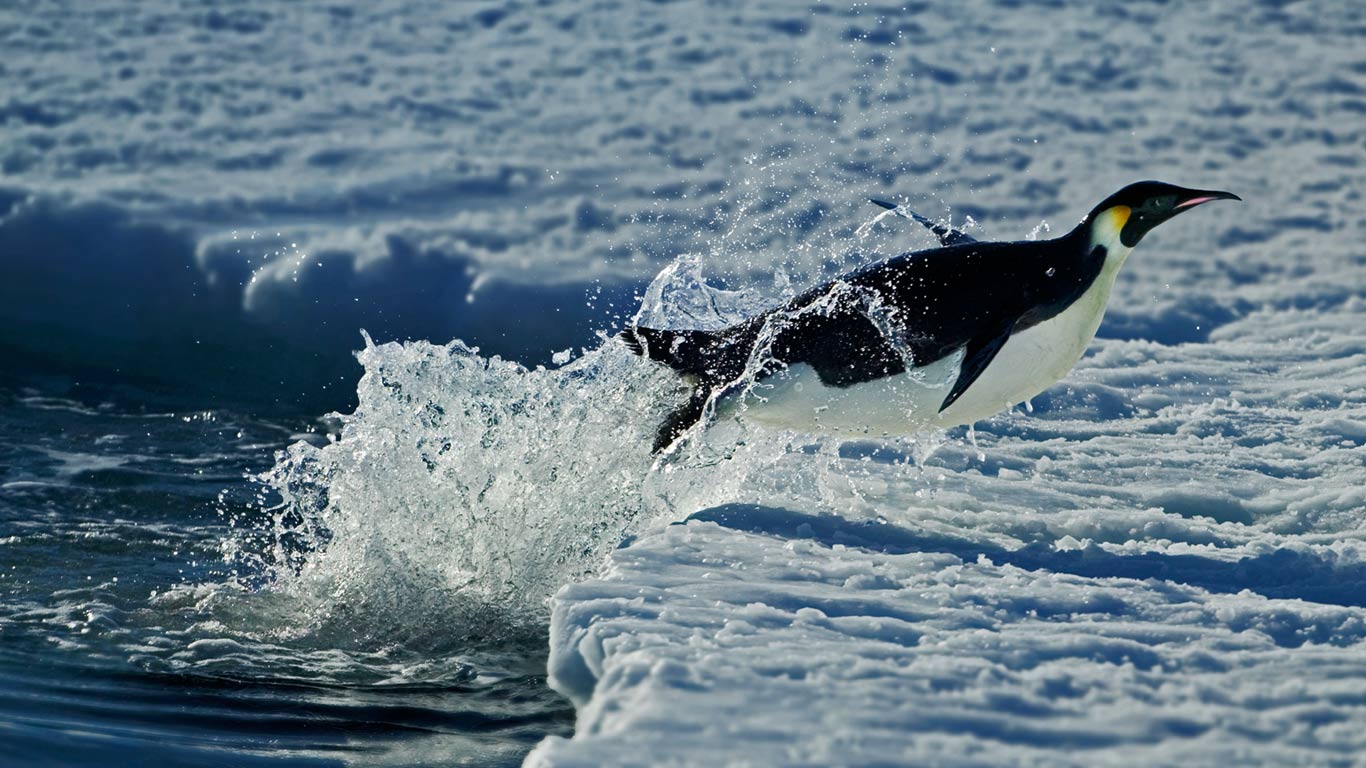 Emperor penguin, Cape Washington, Antarctica (© Steve Bloom Images/Alamy)(Bing Canada)