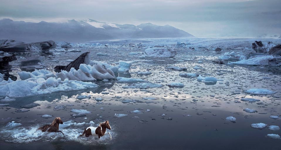 Icelandic horses running through lagoon in Iceland (© Tim Flach/Getty Images) &copy; (Bing United Kingdom)