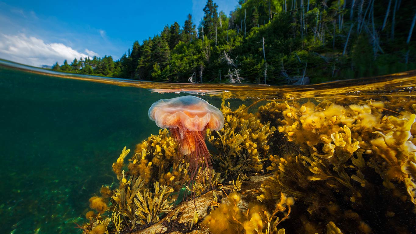 A lion’s mane jellyfish drifts in Gros Morne National Park, Newfoundland (© David Doubilet/Getty Images)(Bing Canada)