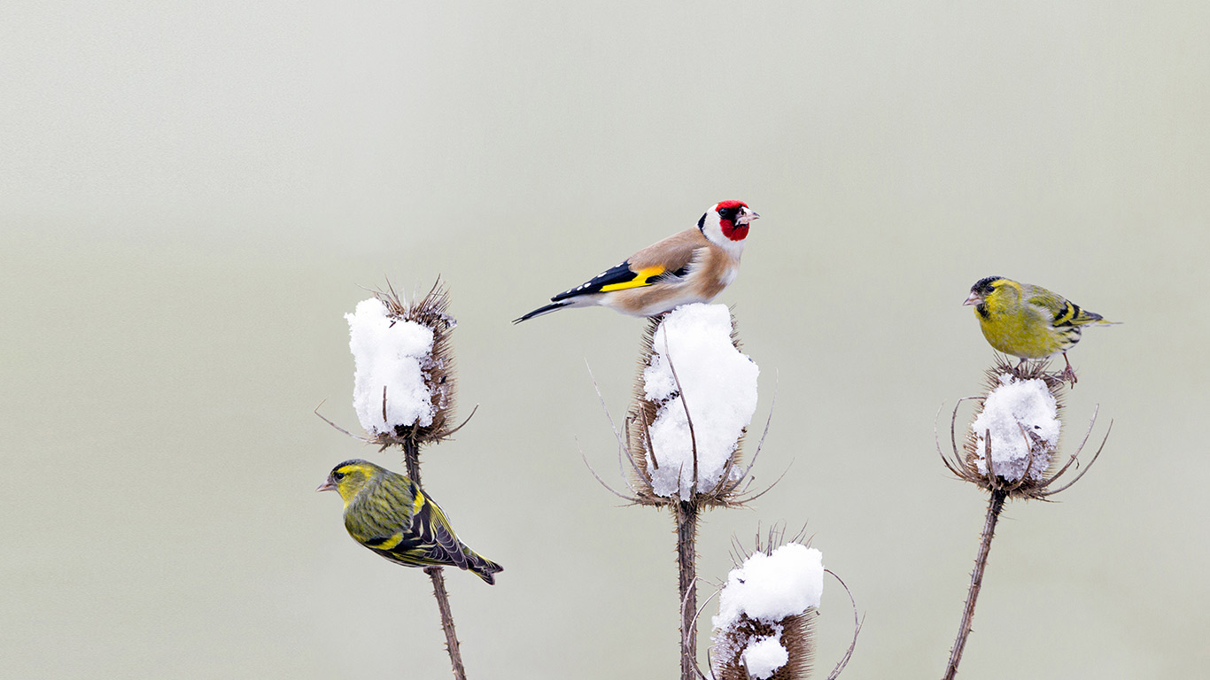 Stieglitz und Erlenzeisige bei der winterlichen Futtersuche auf den Blütenständen einer Distel, Deutschland (© Duncan Usher/Minden Pictures)(Bing Deutschland)