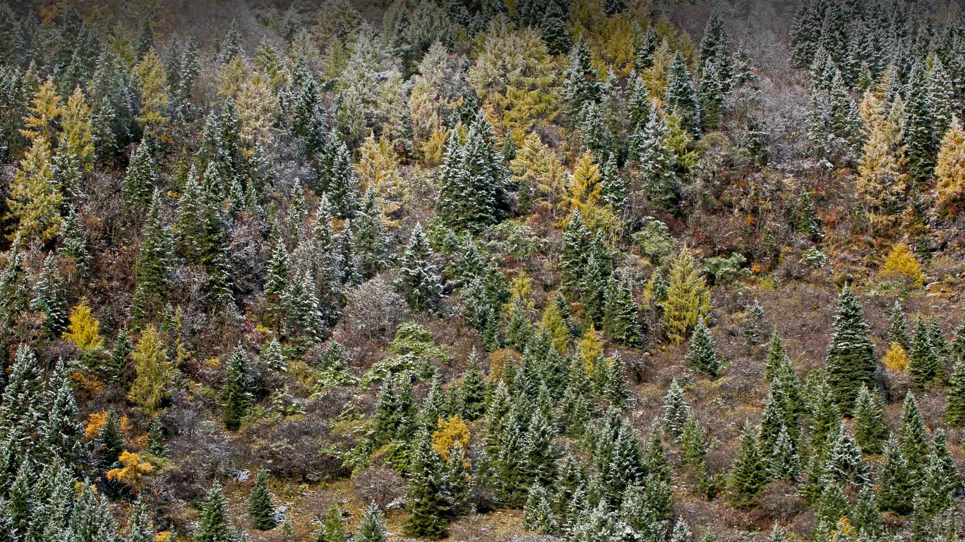 Morning frost on trees in Mount Siguniang National Park, Sichuan Province, China (© Robert Harding World Imagery/Offset by Shutterstock)(Bing United Kingdom)