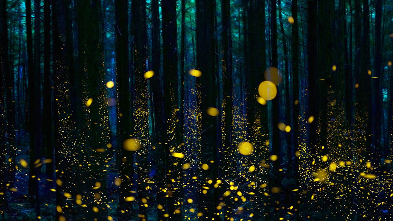 Fireflies illuminate a forest in Shikoku, Japan (© Hiroya Minakuchi/Minden Pictures)(Bing United Kingdom)