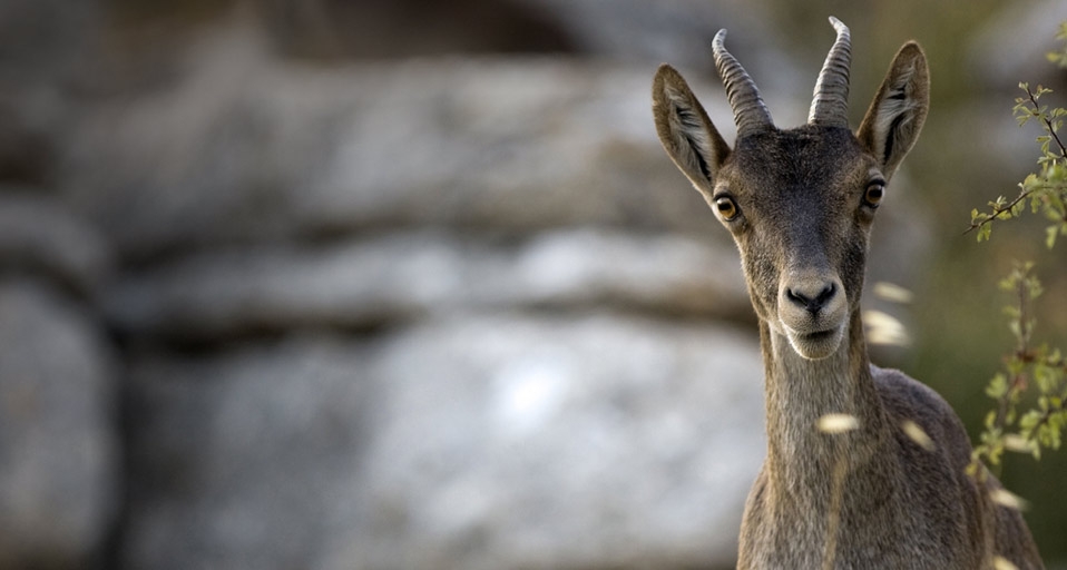 A young ibex in El Torcal Nature Reserve near Antequera, Andalucia, Spain (© SIME/eStock Photo) &copy; (Bing United Kingdom)