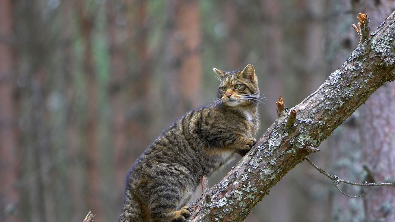 A Scottish wildcat in Cairngorms National Park, Scotland (© Pete Cairns/Minden Pictures)(Bing United Kingdom)