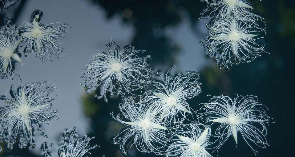 ｢サガリバナ｣ (© TSUNEO YAMASHITA/Taxi Japan/gettyimages) &copy; (Bing Japan)